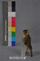 火冠戴菊鳥藏品圖，第11張